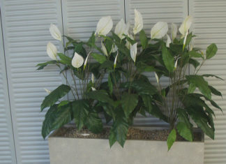 Le piante artificiali 1154 0 Le piante artificiali_ok